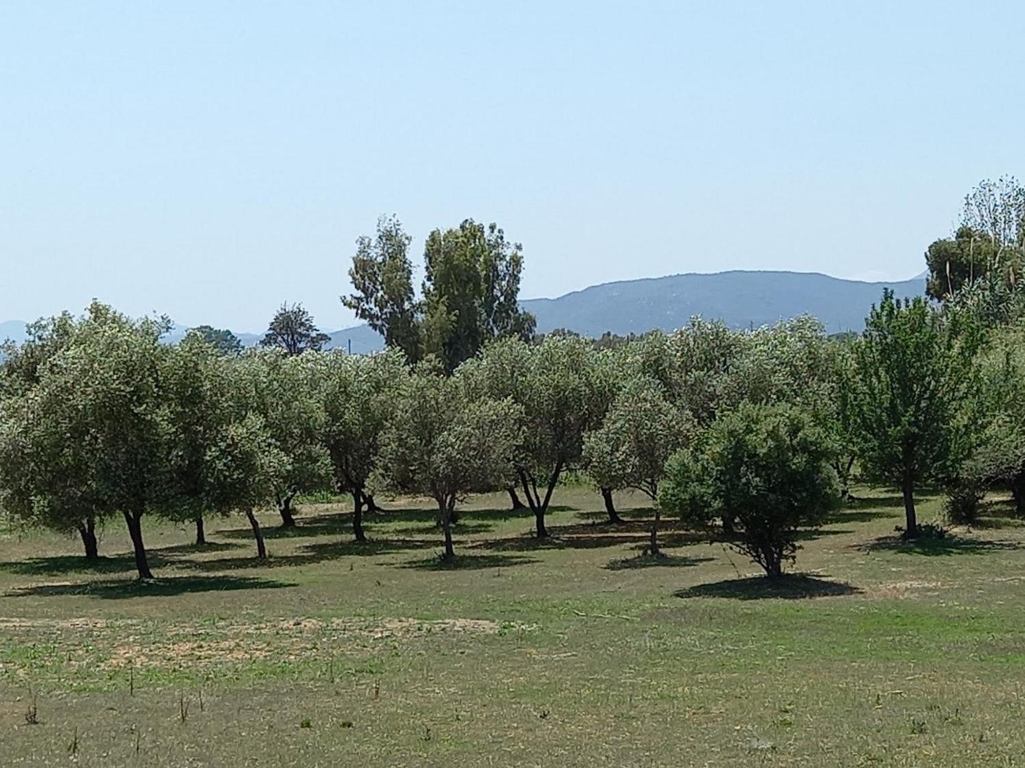 Basecamp Ogliastra - Flat Green سانتا ماريا نافاريز المظهر الخارجي الصورة
